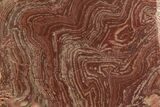 Polished, Neoproterozoic Stromatolite (Conophyton) - Morocco #350896-1